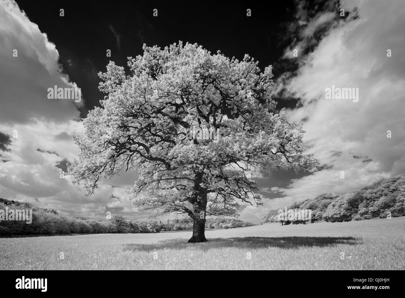 Un albero vicino Alweston, Dorset, Inghilterra Foto Stock