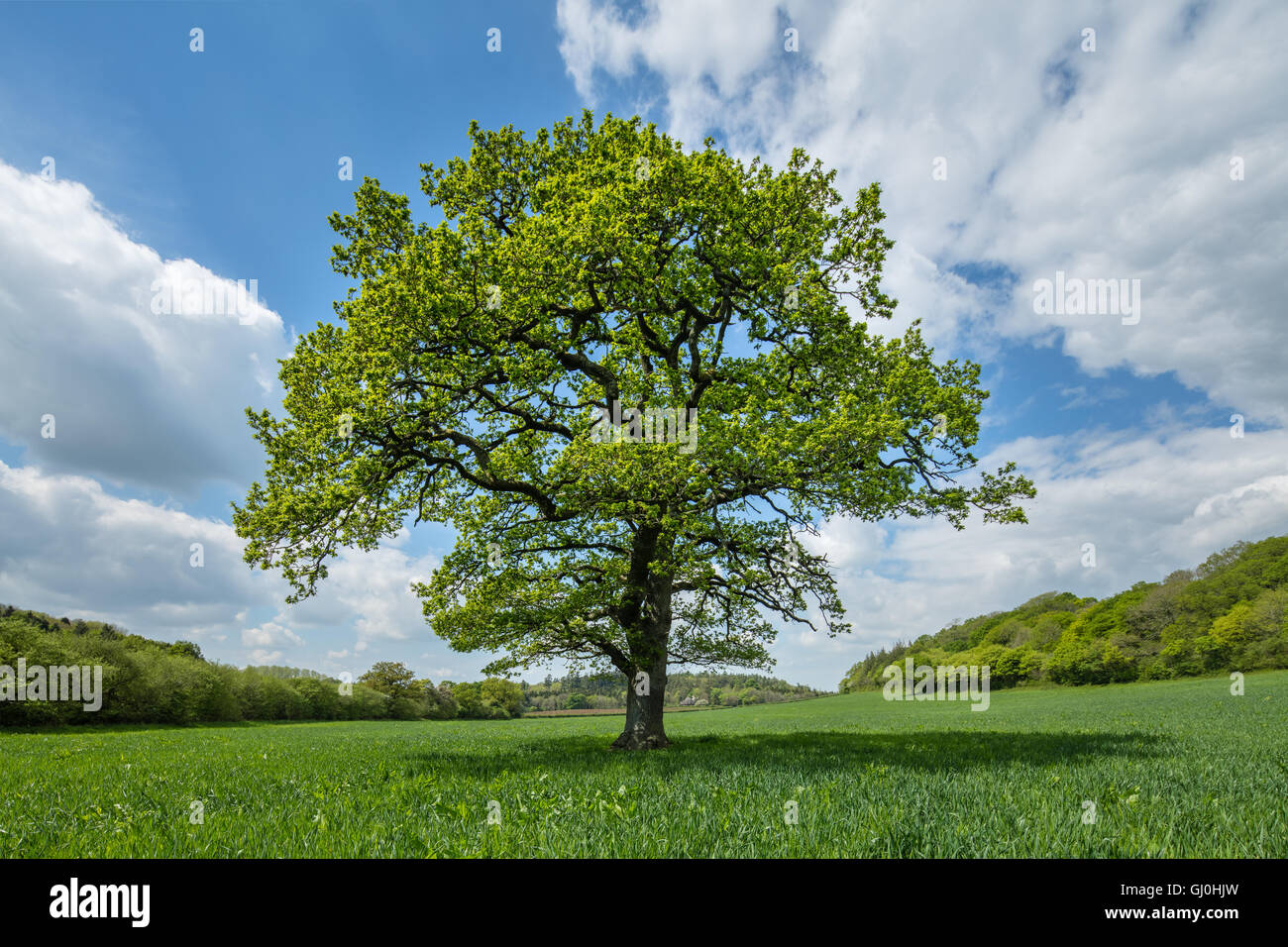 Un albero vicino Alweston, Dorset, Inghilterra Foto Stock