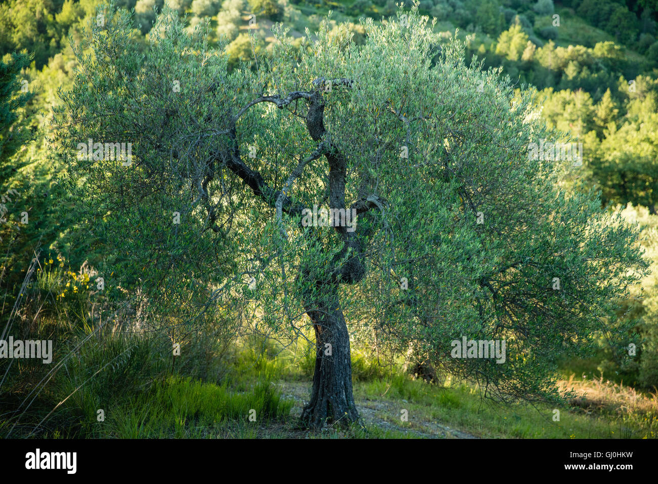 Un ulivo nr Seggiano, Provincia di Grosseto, Toscana, Italia Foto Stock