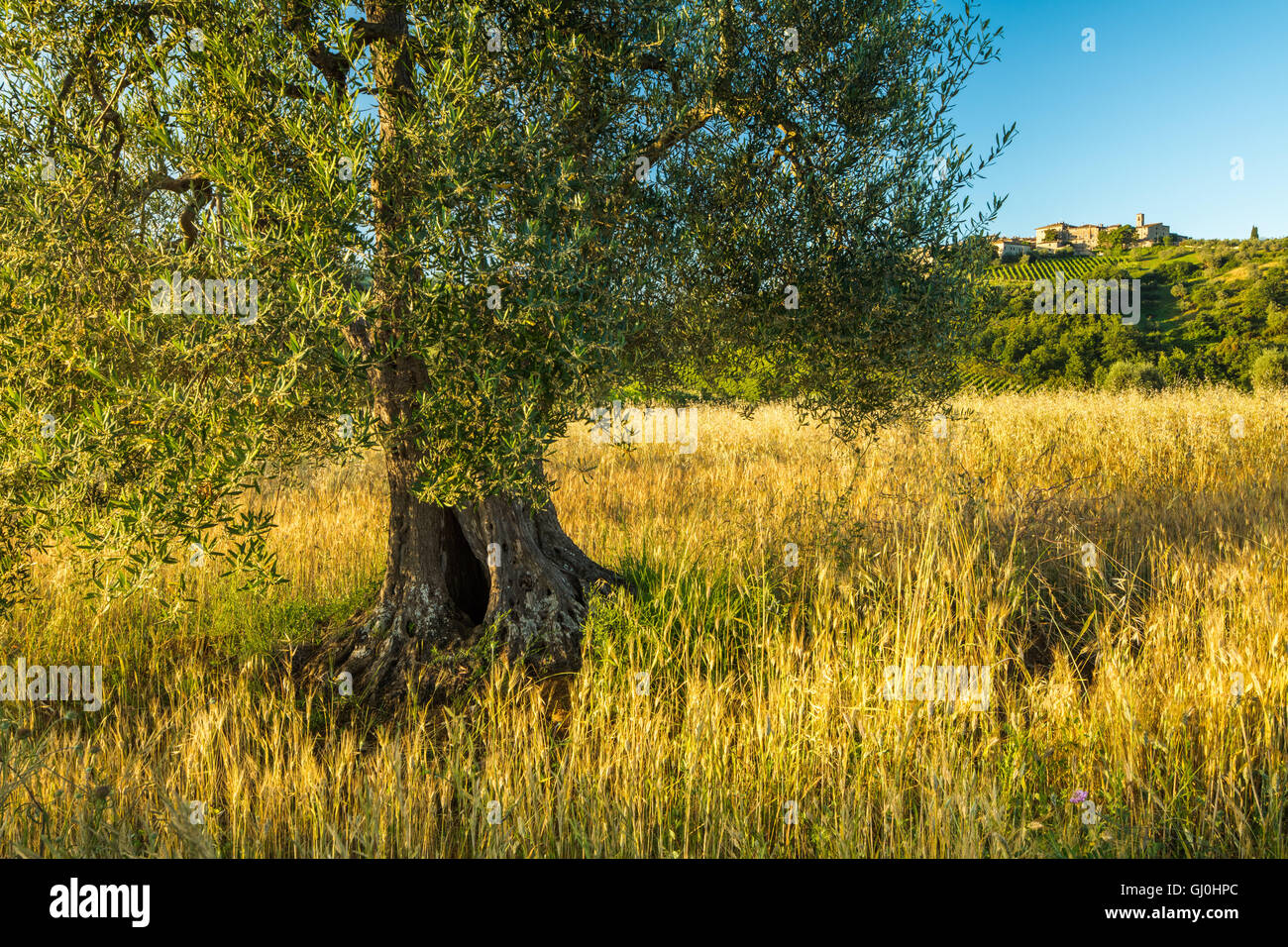 Un ulivo vicino a Castelnuovo dell'Abate, Montalcino, Toscana, Italia Foto Stock