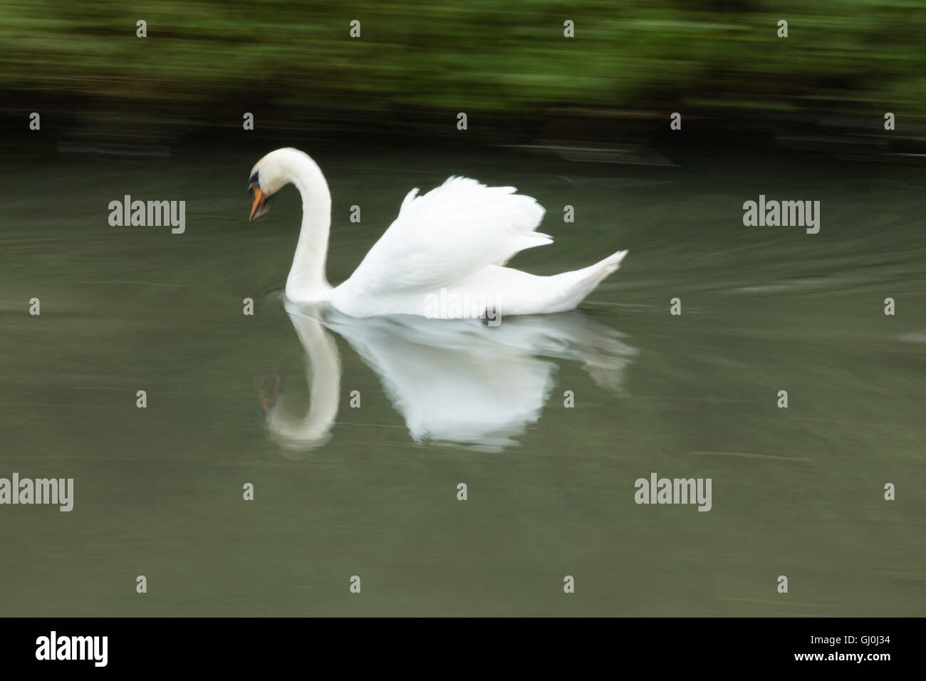 Swan riflessa nel lago a Belnheim Park, Oxfordshire, Inghilterra Foto Stock