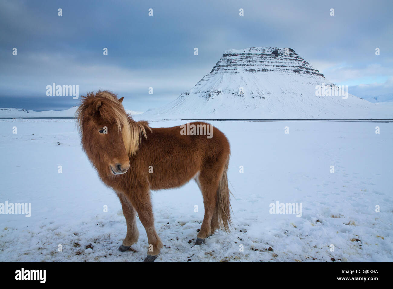 Cavalli al pascolo nella neve davanti di Kirkjufell, Penisola Snaefellsness, Islanda Foto Stock
