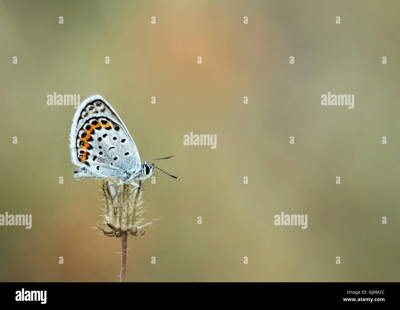 Argento-costellata Blue Butterfly Foto Stock