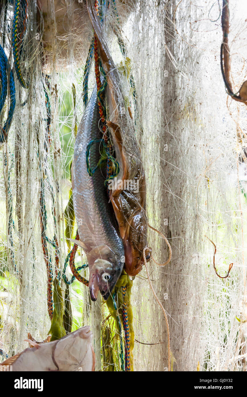 Parecchi pesci appendere in una rete da pesca Foto Stock