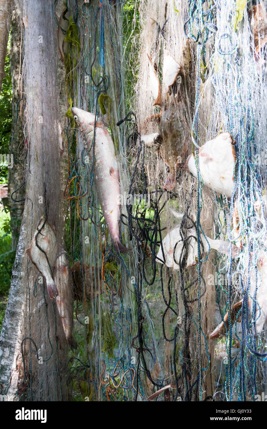 Parecchi pesci appendere in una rete da pesca Foto Stock
