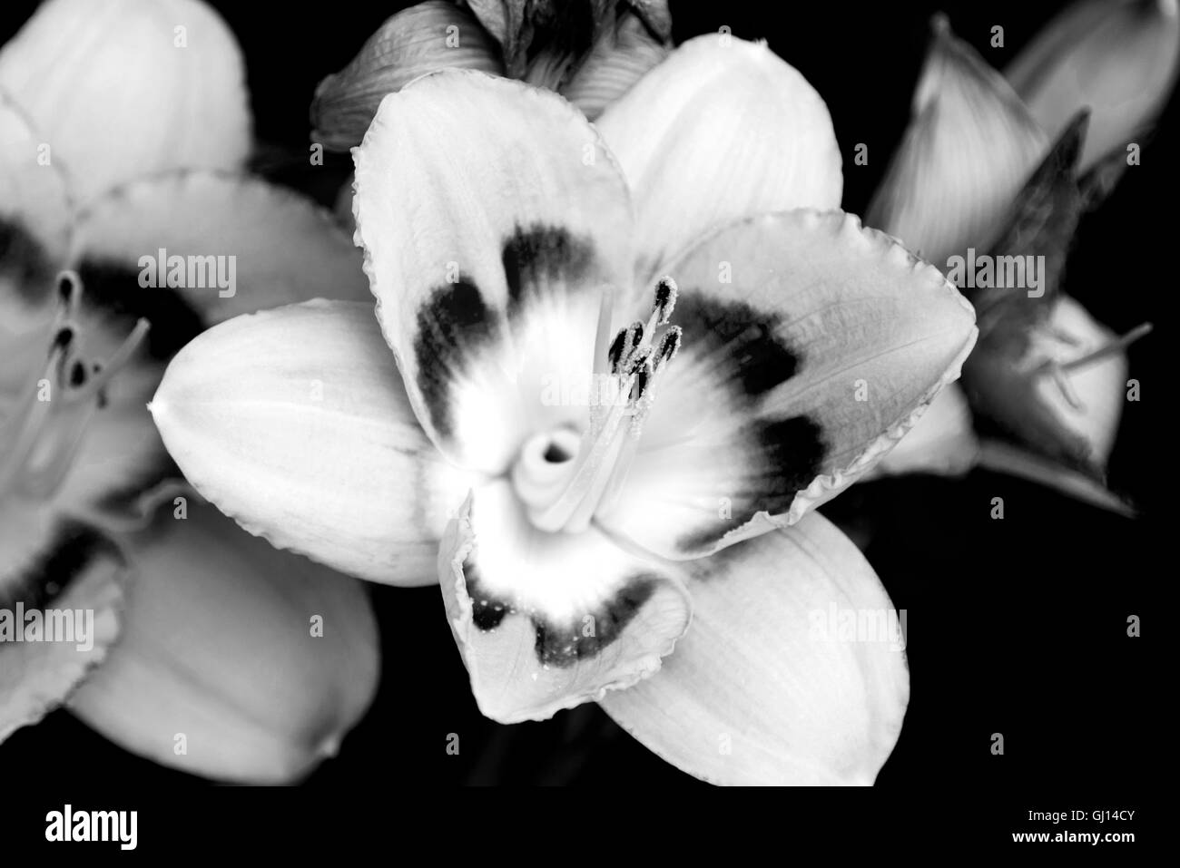 Bianco e nero daylily close up dettaglio Foto Stock