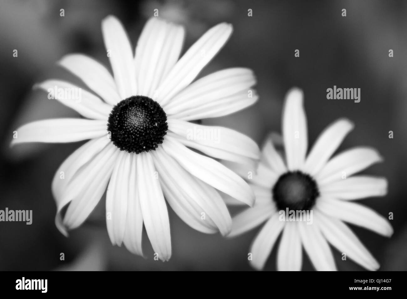 Bianco e nero fiori a margherita fino vicino Foto Stock