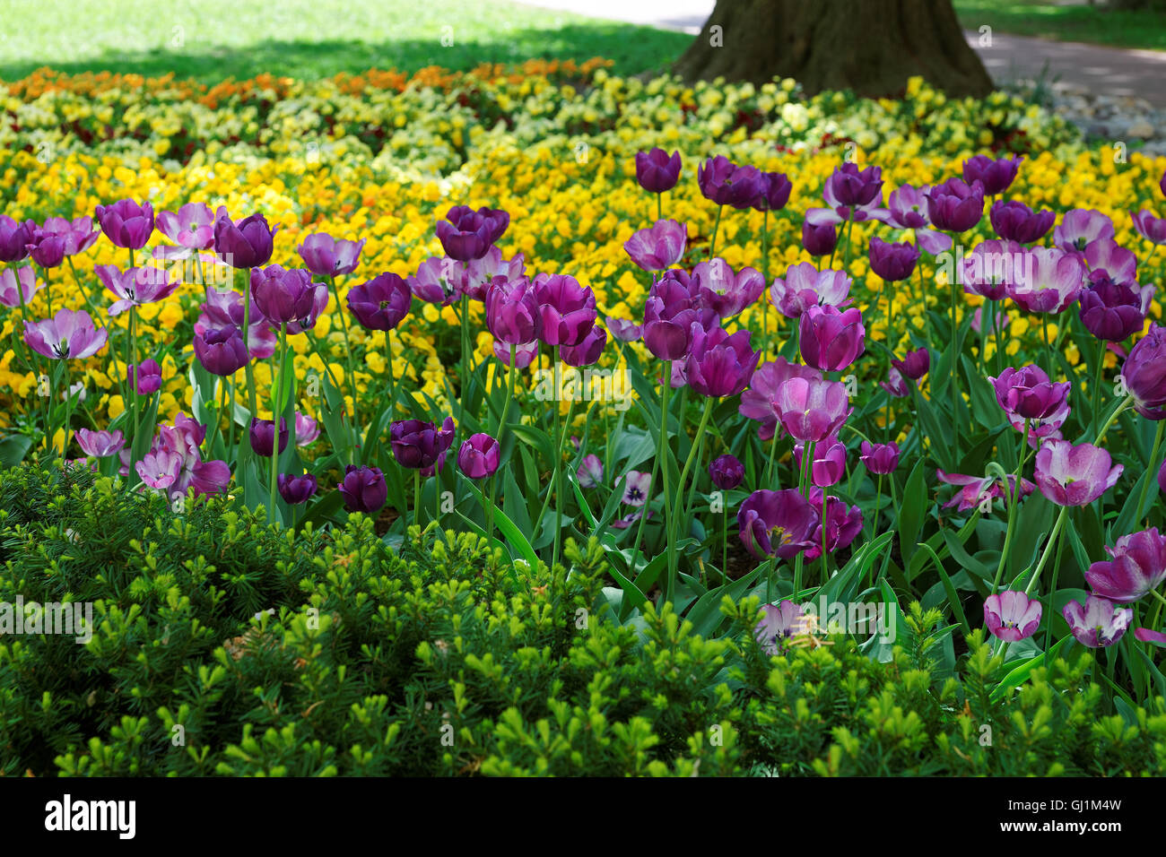 Viola tulip aiuola è stato visto in DC di Washington, Stati Uniti d'America. La foto è stata scattata nella libreria floreale che è anche noto come la libreria Tulip. È situato nel centro commerciale nazionale. Foto Stock