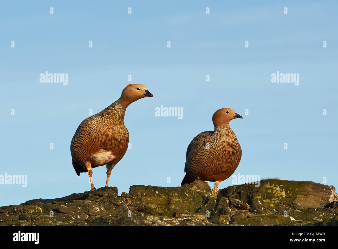 Coppia di Ruddy intitolata oche (Chloephaga rubidiceps) su una scogliera sul più deprimente isola nelle isole Falkland Foto Stock