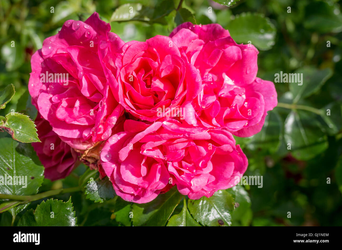 Un cluster di rose - Rosa tappeto di fiori rosa a metà estate Foto Stock