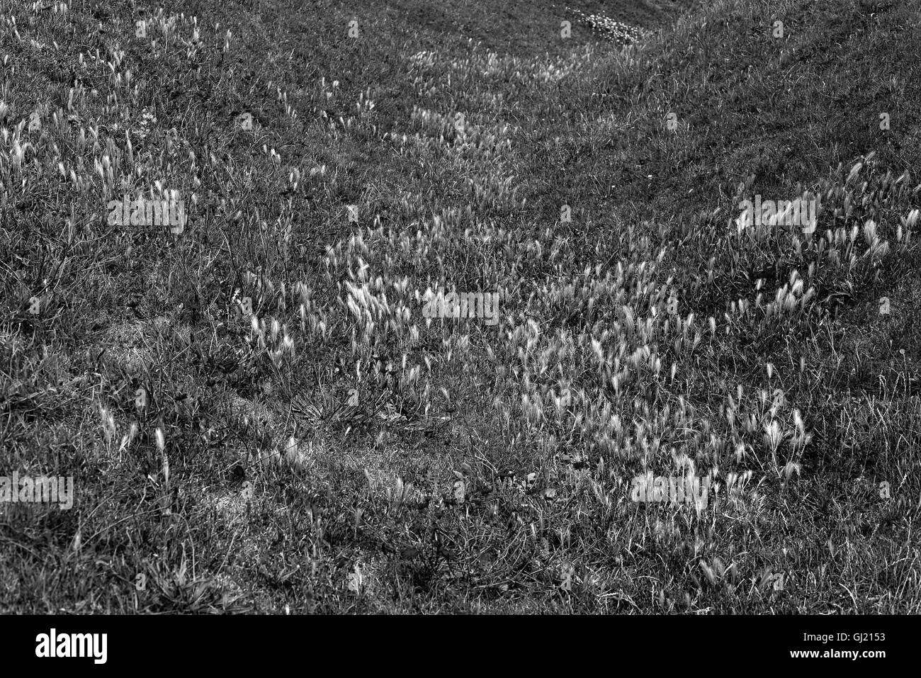 Erba fosso coperto Foto Stock