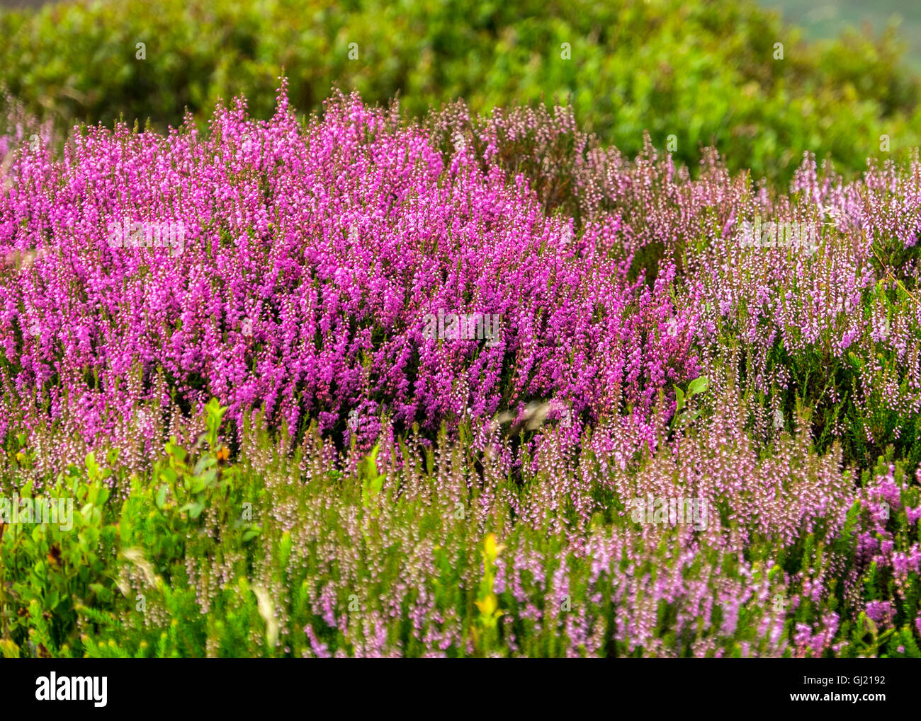 Heather in fiore su un Peak District moor Foto Stock