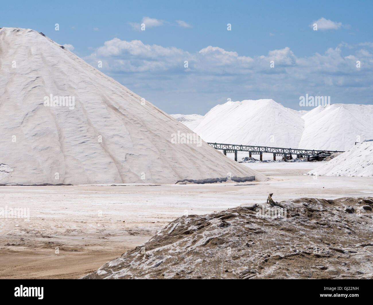 La rilevazione delle pile di sale. Un lone iguana sondaggi il massiccio delle pile di sale bianco al terminale marittimo nei pressi del rio Lagartos. Foto Stock