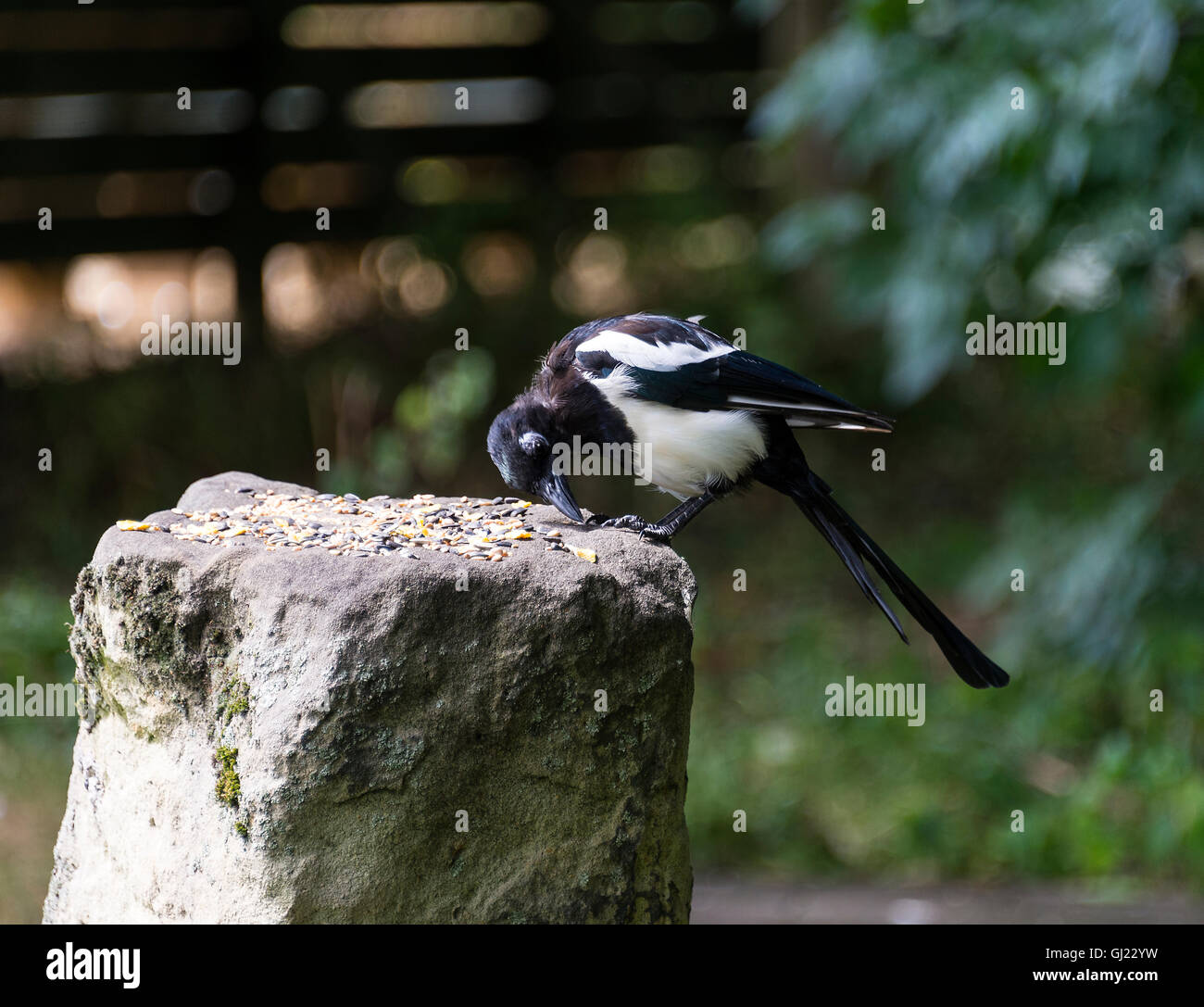 Una Gazza alimentando il seme su una roccia nel Dearne Valley vicino a Barnsley South Yorkshire England Regno Unito Regno Unito Foto Stock