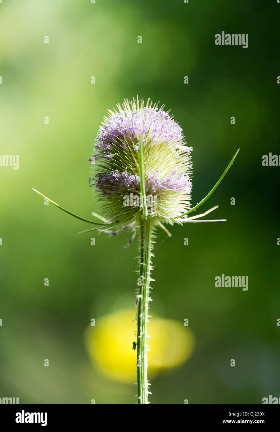 Un selvaggio fiore Teasel testa Closeup nel Dearne Valley vicino a Barnsley South Yorkshire England Regno Unito Regno Unito Foto Stock