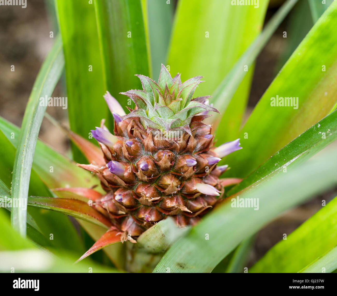 Ananas broccoli su una giovane frutta. Viola fiori spuntano da un giovane di ananas frutta come matura in una serra Azorian Foto Stock