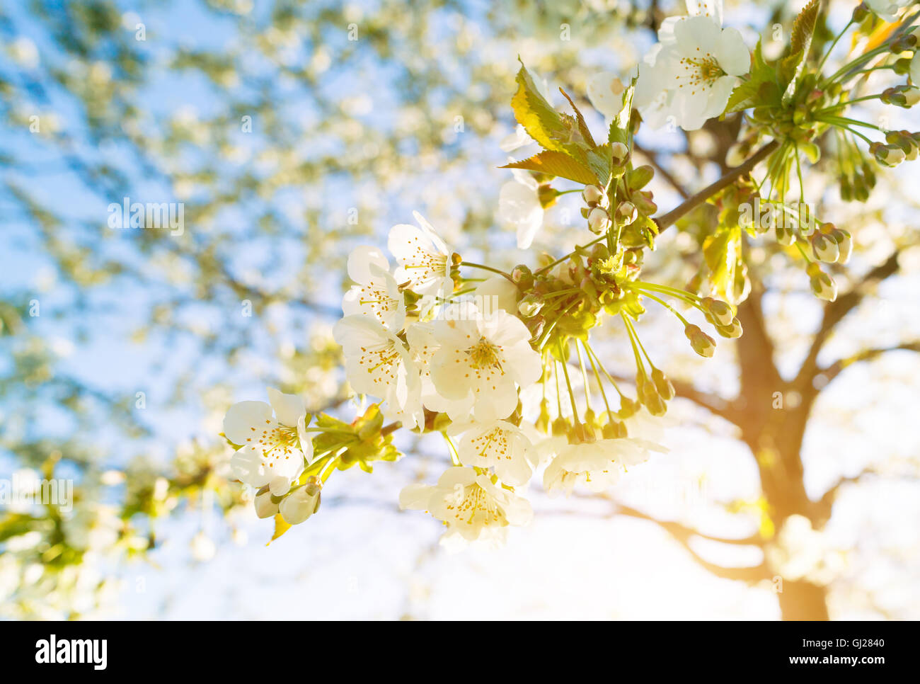 Fiore bianco sulla stagione primavera tree Foto Stock