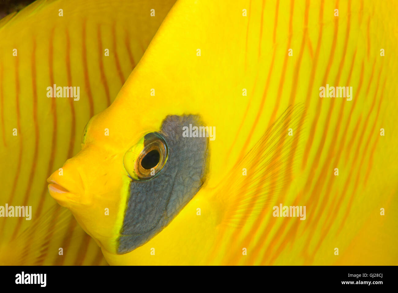 Chaetodon semilarvatus, Bluecheek o giallo Butterflyfish, El Quseir, Mar Rosso, Egitto, Africa Foto Stock
