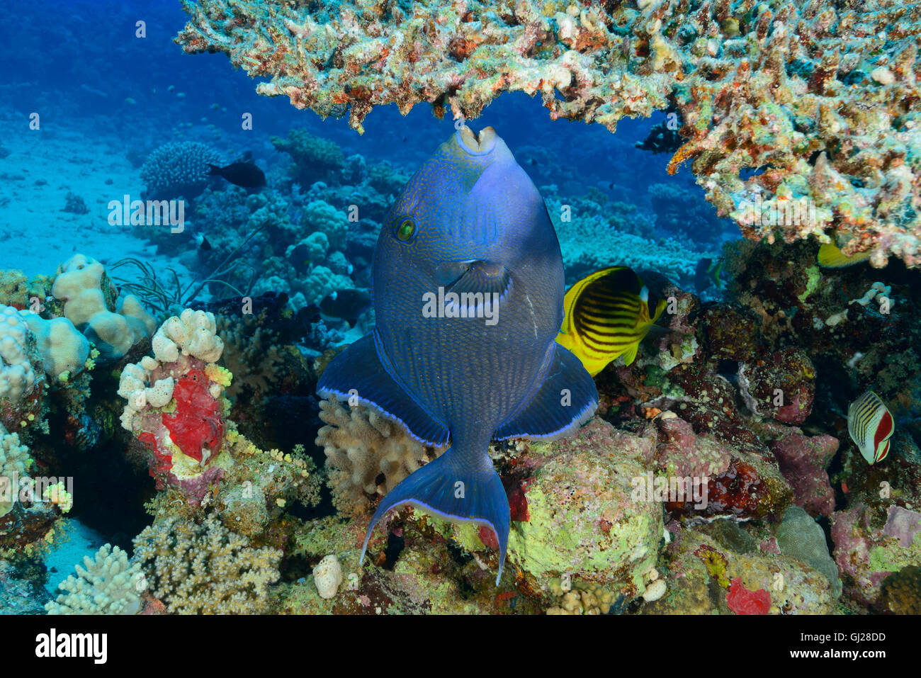 Pseudobalistes fuscus, Blu, increspata o giallo-avvistati pesci balestra alimentazione su Coralreef, Marsa Alam, Mar Rosso, Egitto, Africa Foto Stock