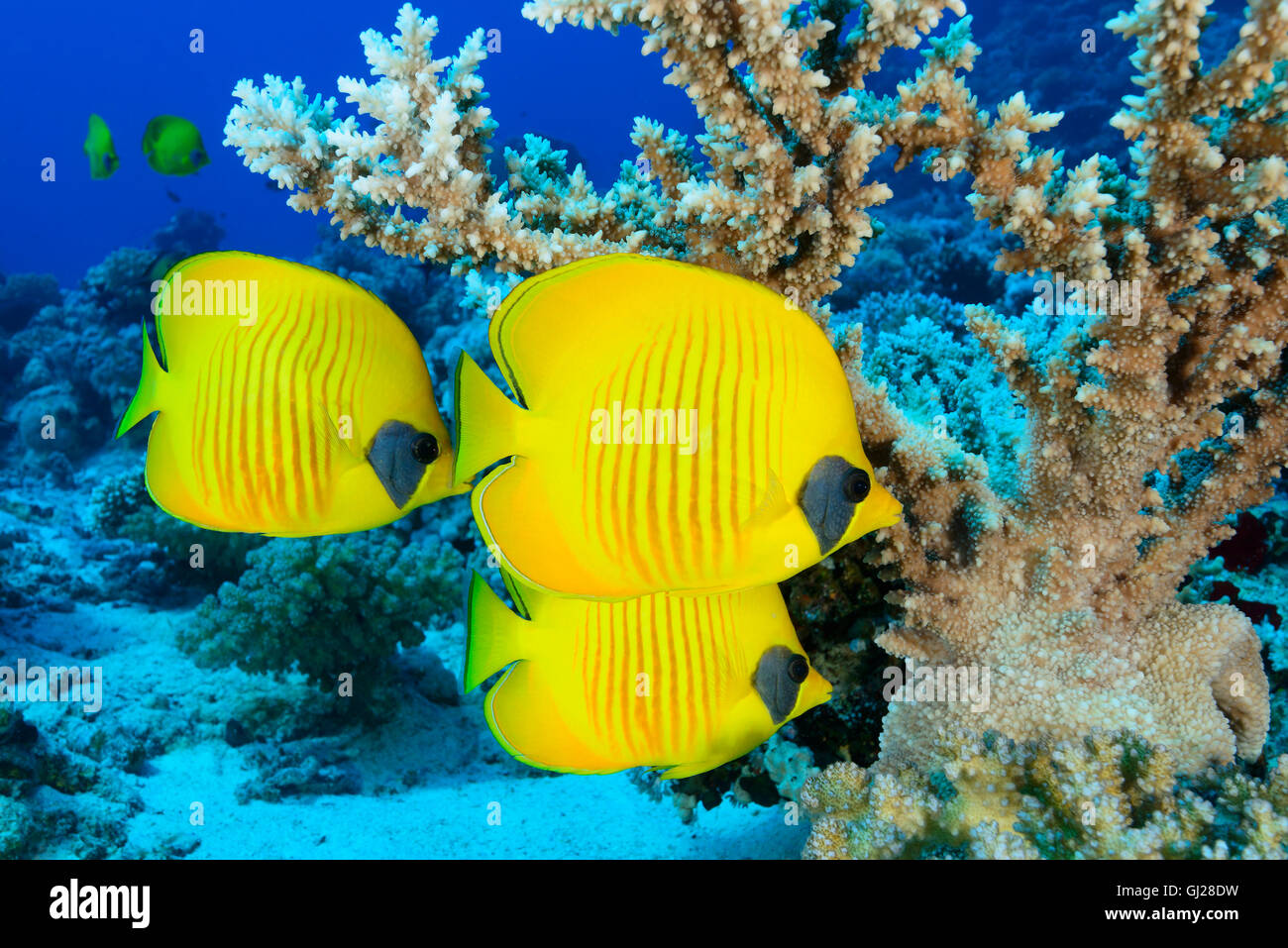 Chaetodon semilarvatus, scuola di Bluecheek o giallo Butterflyfish, Wadi Gimal, Marsa Alam, Mar Rosso, Egitto, Africa Foto Stock