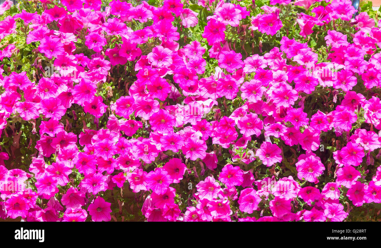 Graziosi fiori viola Foto Stock