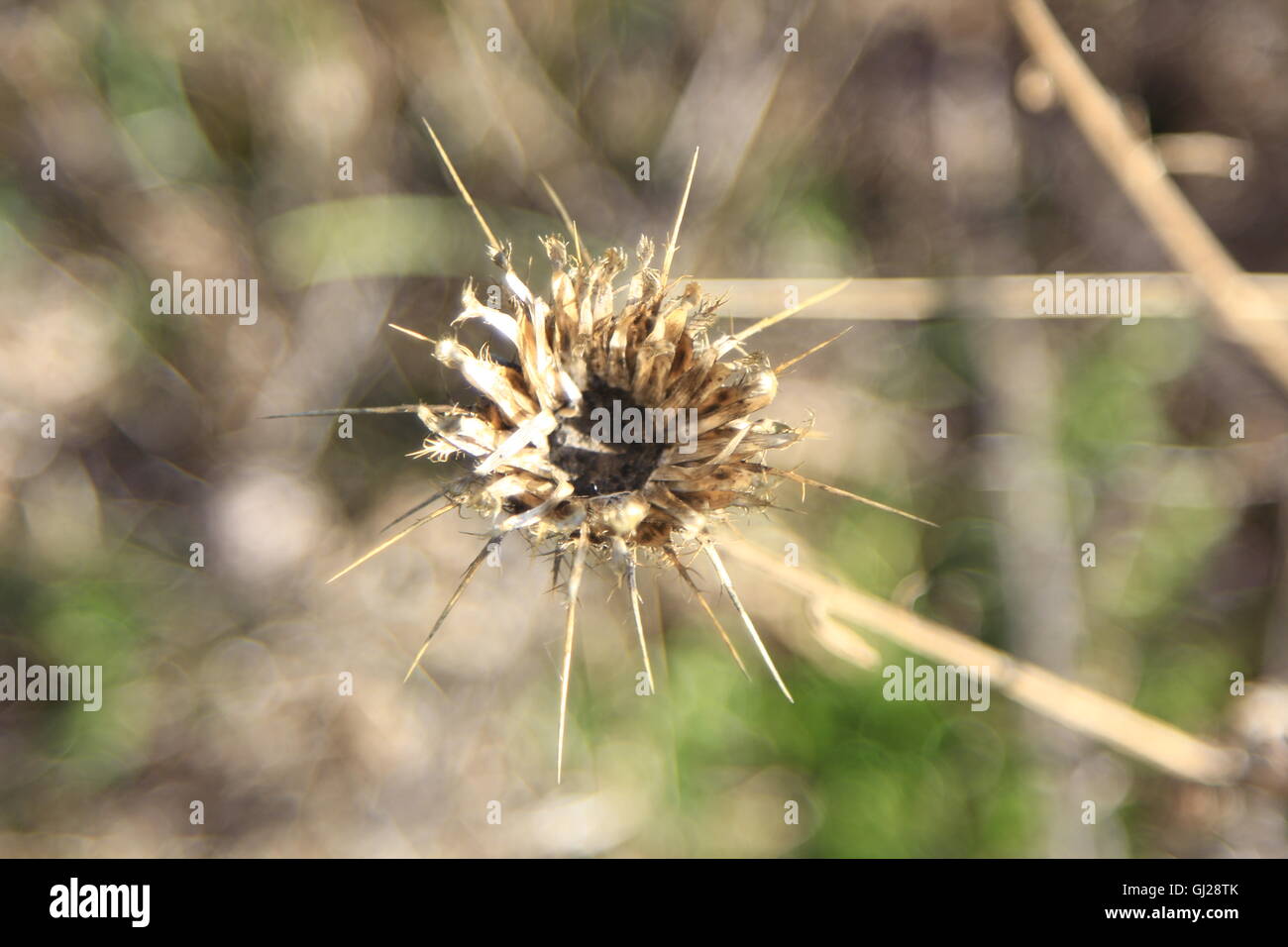 I dettagli di Thistle a secco Foto Stock