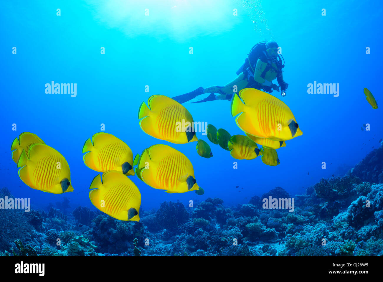 Chaetodon semilarvatus, scuola di Bluecheek o giallo e Butterflyfish subacqueo, Wadi Gimal, Marsa Alam, Mar Rosso, Egitto Foto Stock