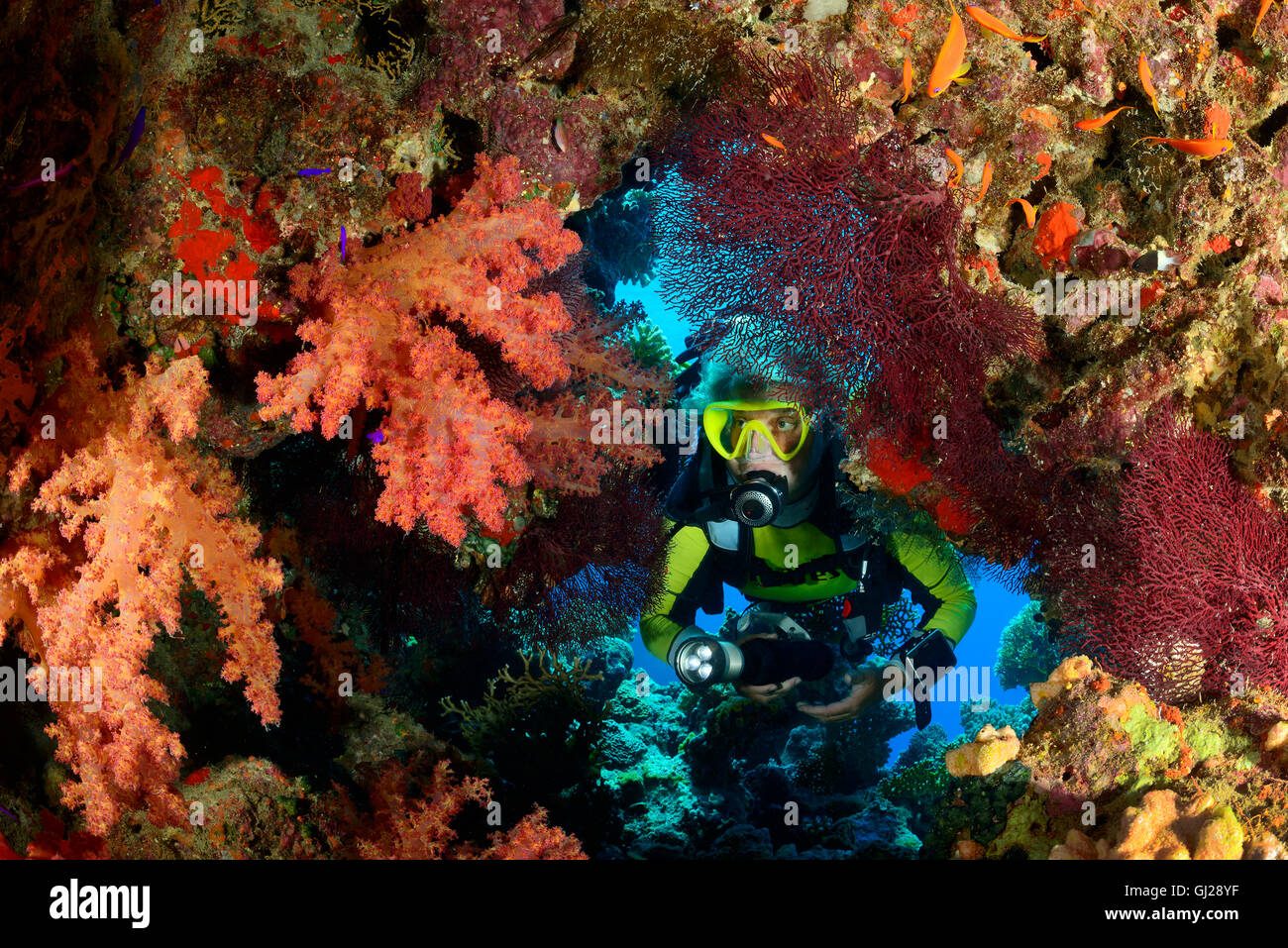 Coral reef con Hemprichs morbido rosso corallo ad albero e scuba diver, Wadi Gimal, Marsa Alam, Mar Rosso, Egitto Foto Stock