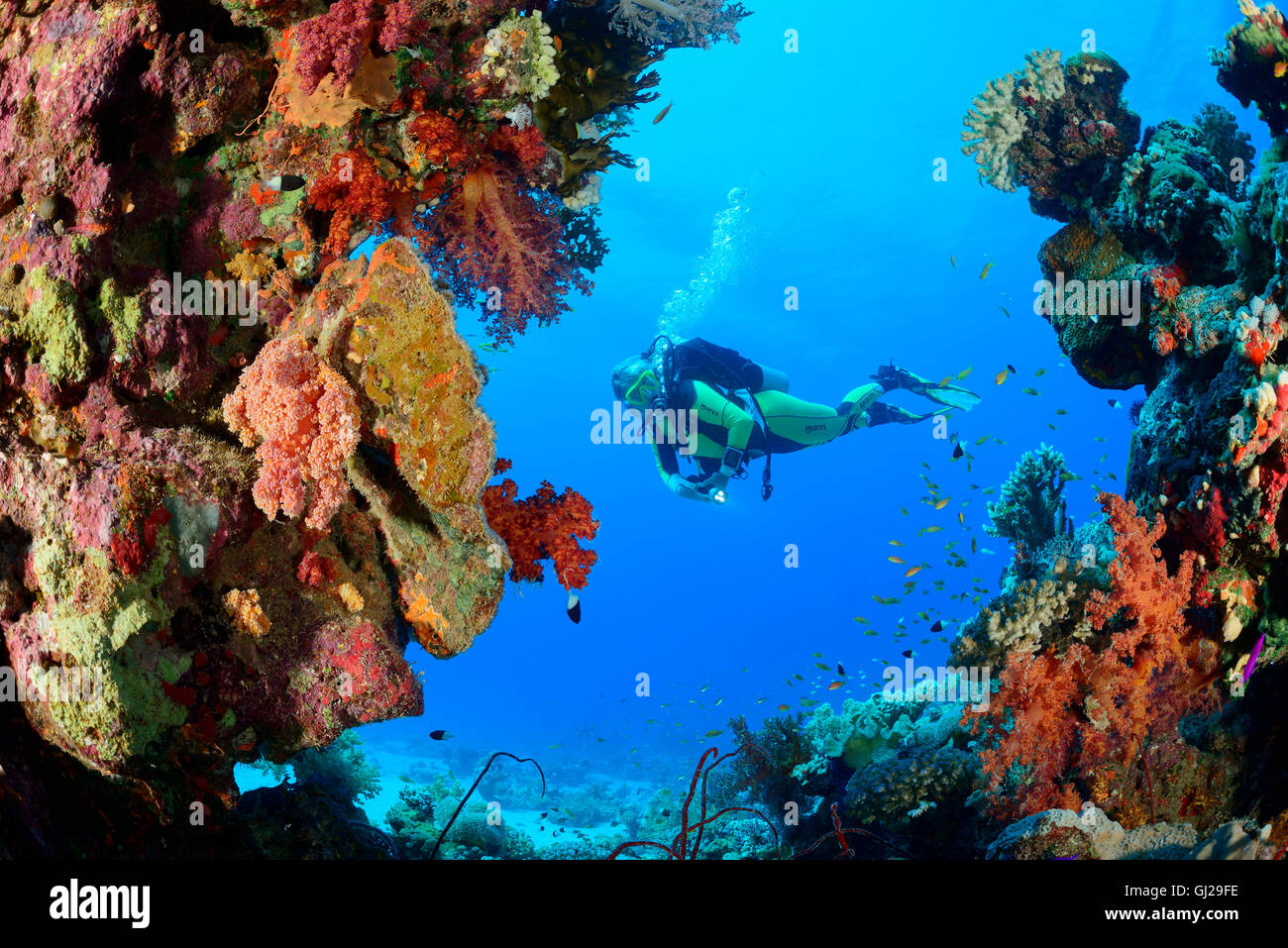 Coral reef con Hemprichs morbido rosso corallo ad albero e scuba diver, Wadi Gimal, Marsa Alam, Mar Rosso, Egitto Foto Stock