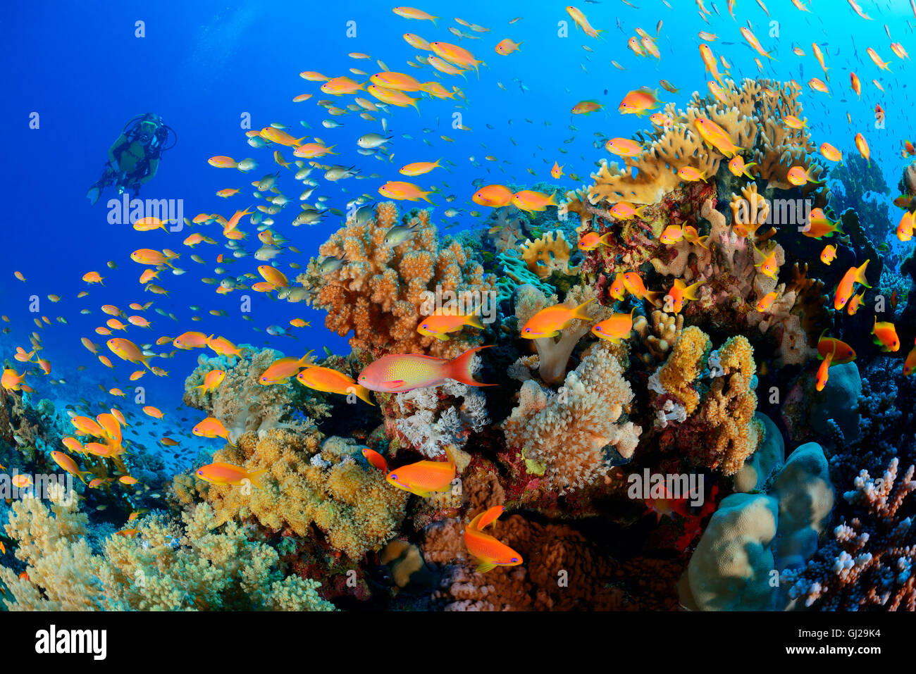 Coralreef con scuola di corallo rosso pesce persico o mare Goldie e scuba diver, Wadi Gimal, Marsa Alam, Mar Rosso, Egitto Foto Stock