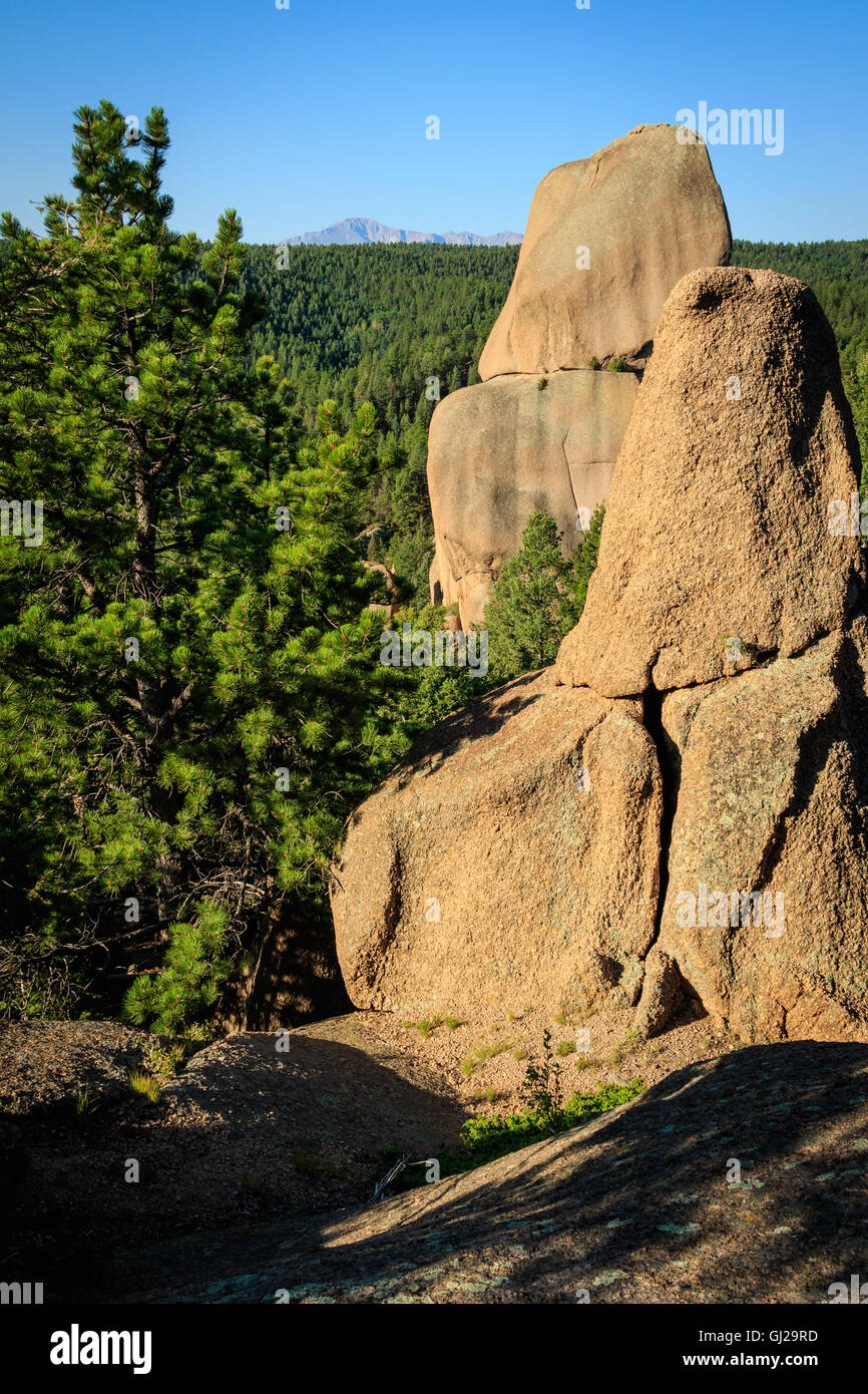 Pietre sollevarsi dal suolo della foresta su Colorado Mt Herman Foto Stock