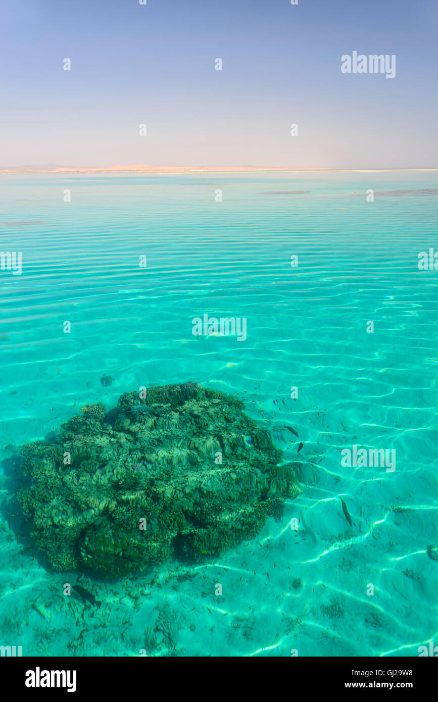 Coral reef blocco in turchese blue lagoon a Marsa Alam, Wadi Gimal National Park, Wadi Gimal, Marsa Alam, Mar Rosso, Egitto Foto Stock