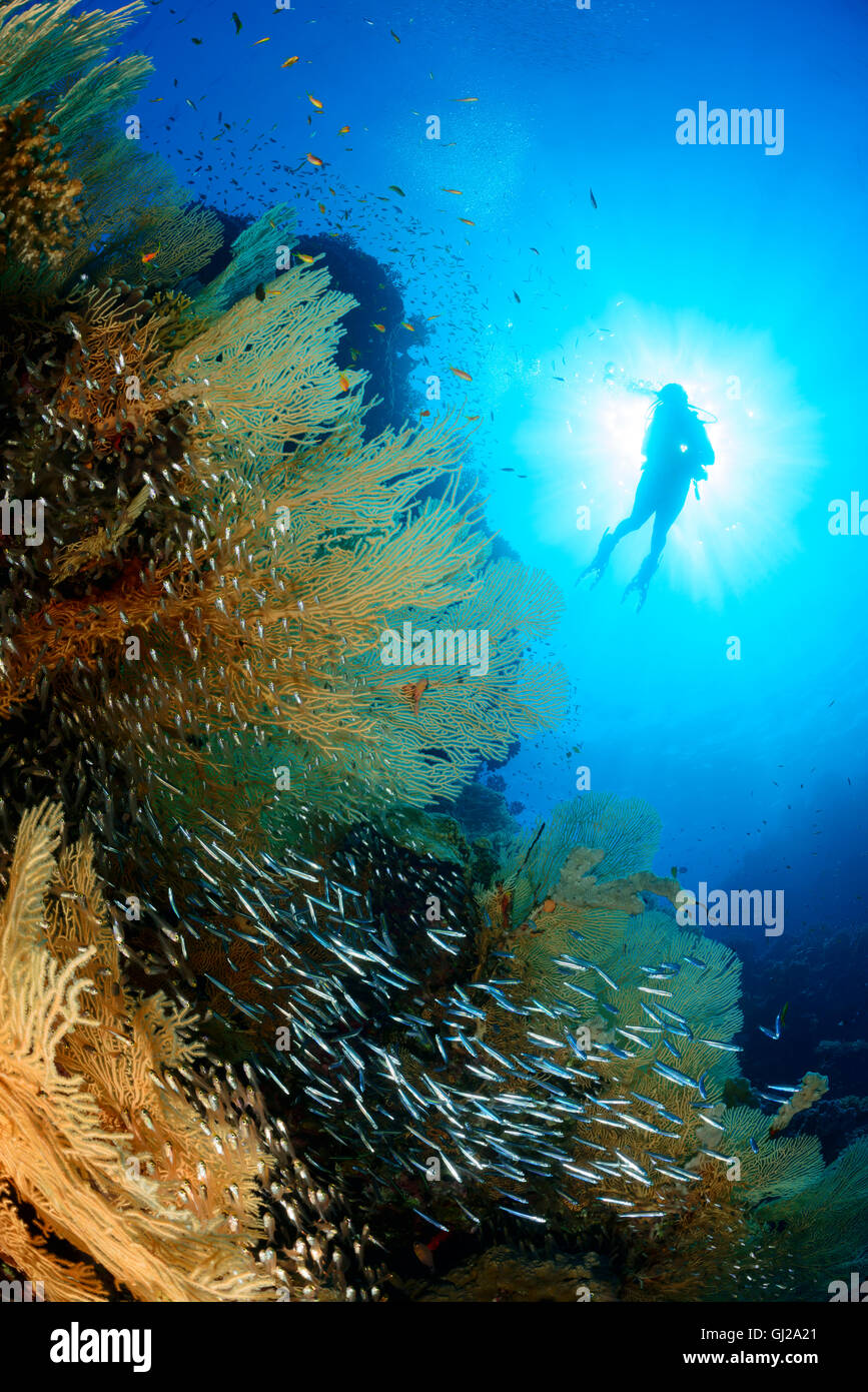 Coralreef e subacqueo con giganti di mare fan, Glassfish e capretti barracuda, Safaga, Mar Rosso, Egitto Foto Stock