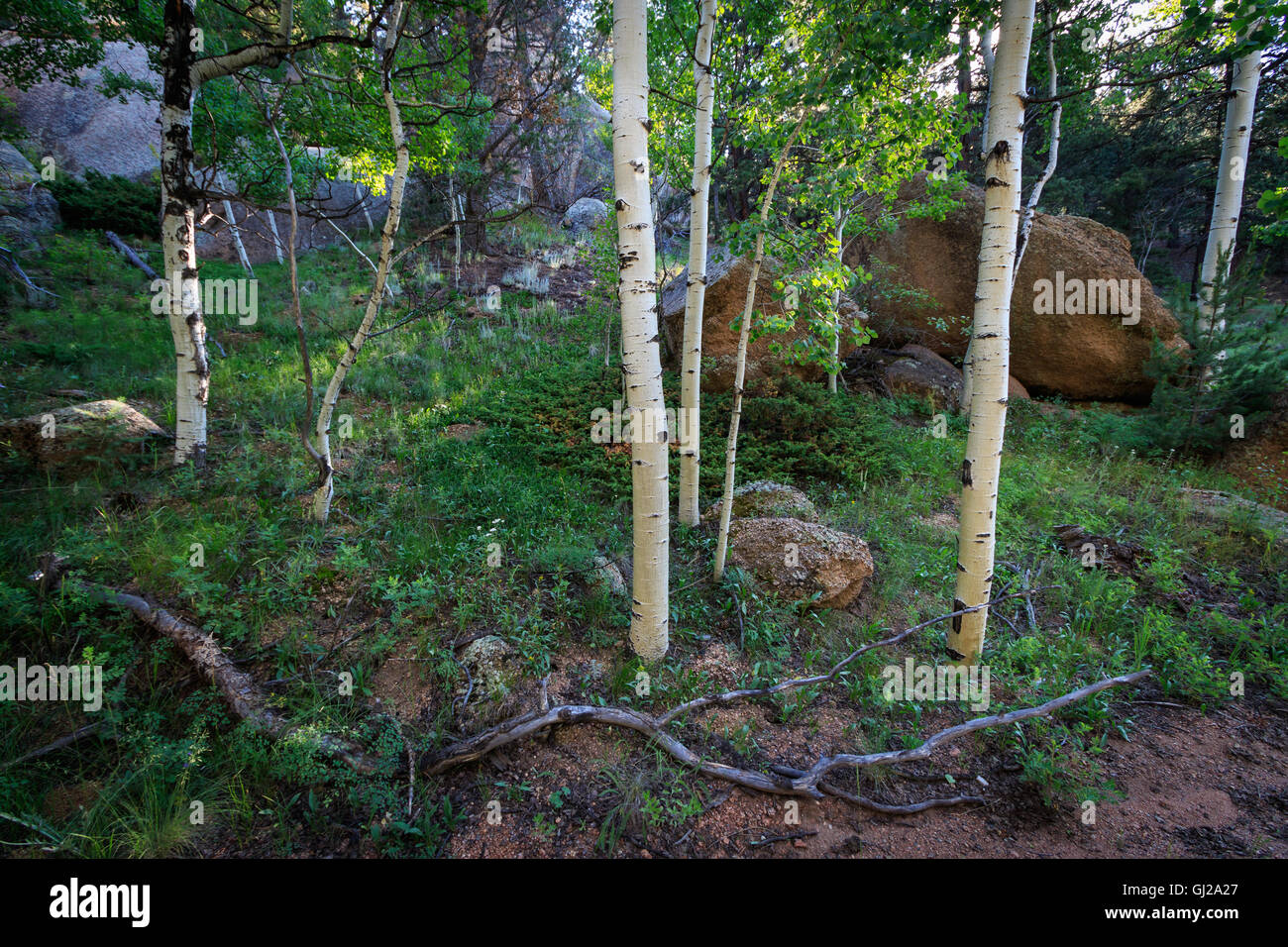 Foresta in Teller County Colorado Foto Stock