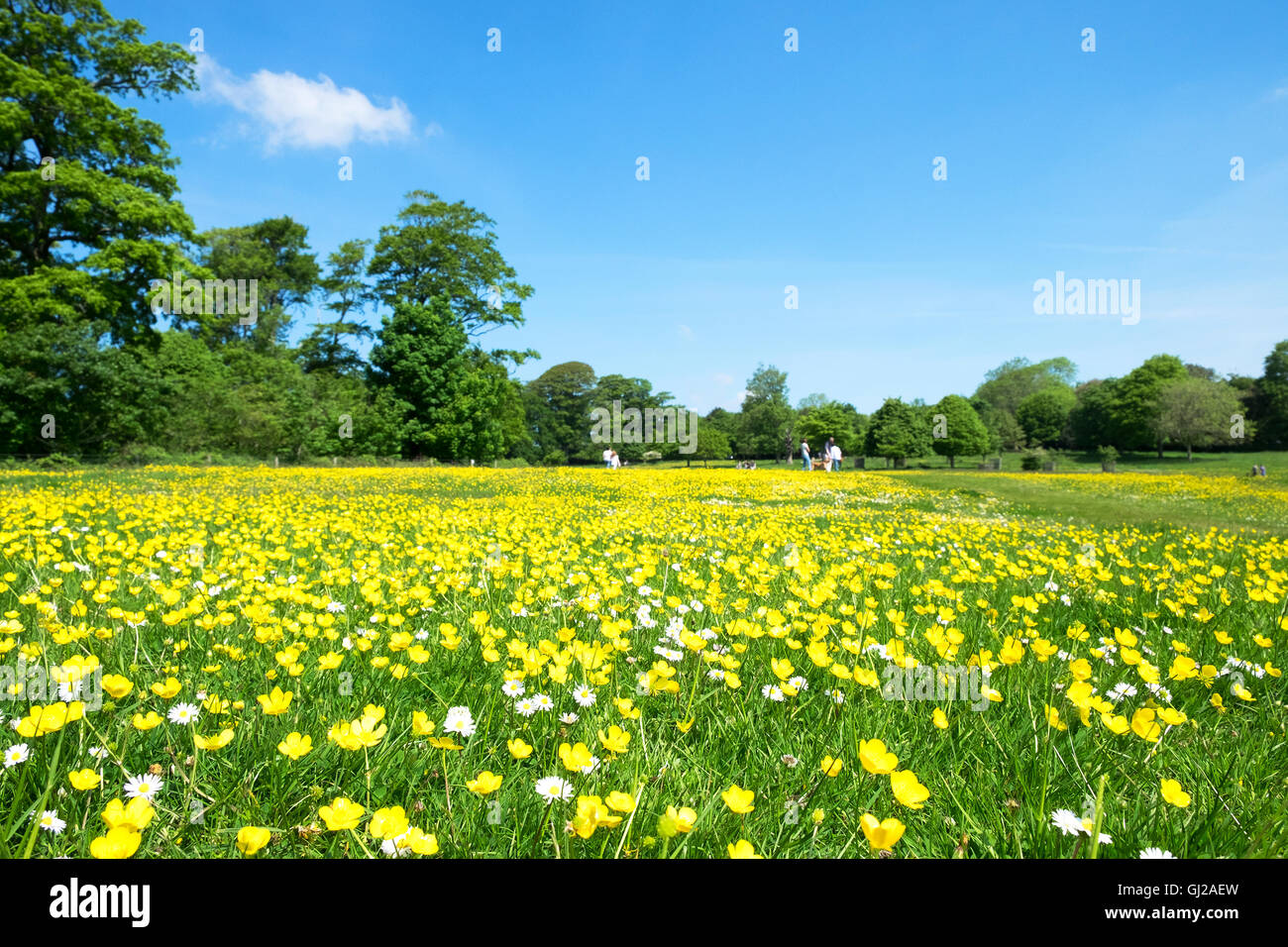 Un parco prato pieno di fioritura renoncules e margherite Foto Stock