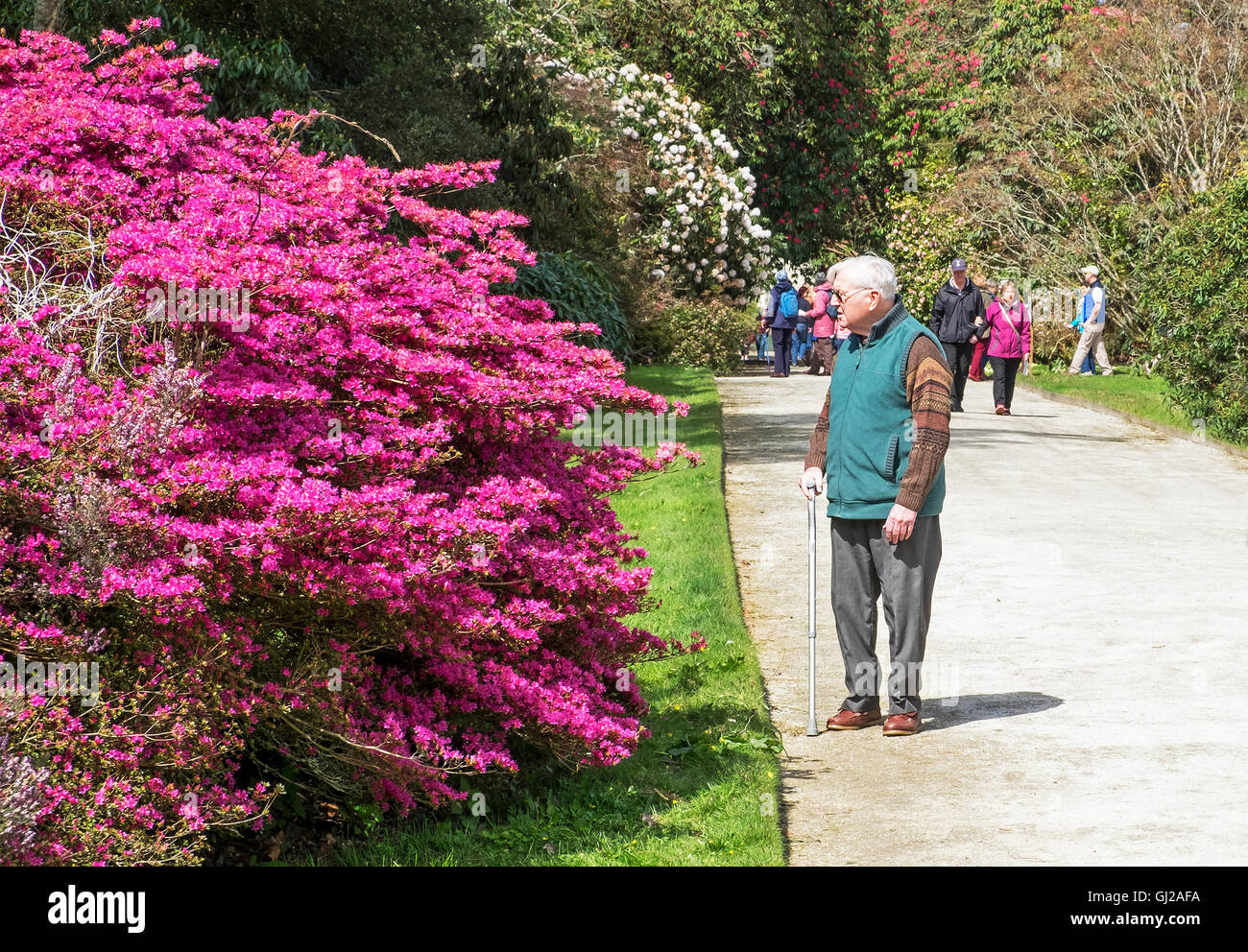 Un senior gentleman ammirando la Azealia sulla carità annuale open day in Tregothnan giardini in Cornwall, Regno Unito Foto Stock
