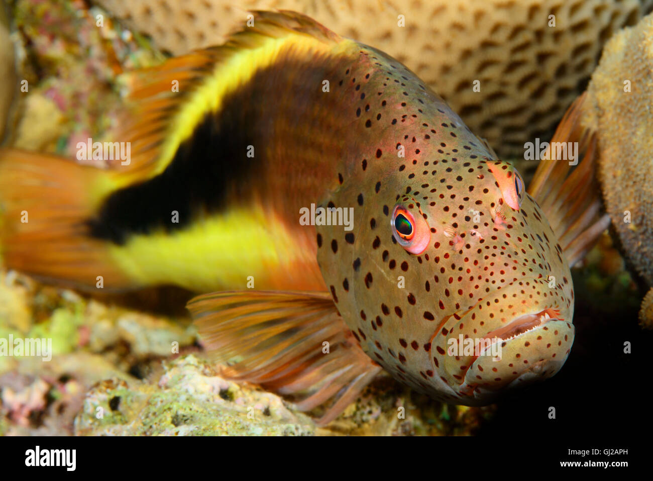 Paracirrhites forsteri, blackside o freckled hawkfish, Safaga, Mar Rosso, Egitto, Africa Foto Stock