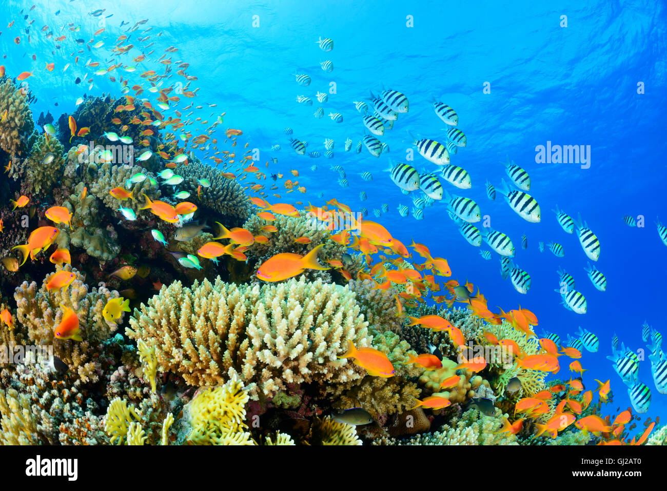 Coralreef con castagnola tropicale o il rosso Corallo e pesce persico Indo Pacific sergente, Safaga, Mar Rosso, Egitto Foto Stock