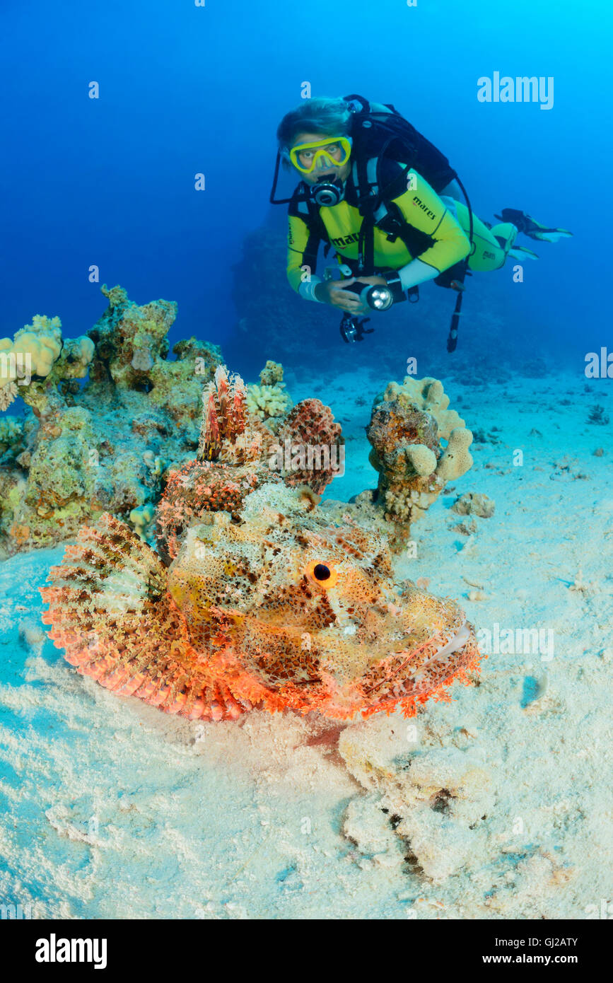 Scorpaenopsis oxycephala, subacqueo e Tassled scorfani, Safaga, Mar Rosso, Egitto, Africa Foto Stock