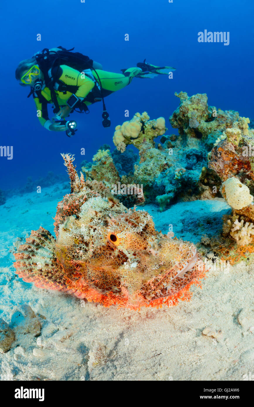 Scorpaenopsis oxycephala, subacqueo e Tassled scorfani, Safaga, Mar Rosso, Egitto, Africa Foto Stock