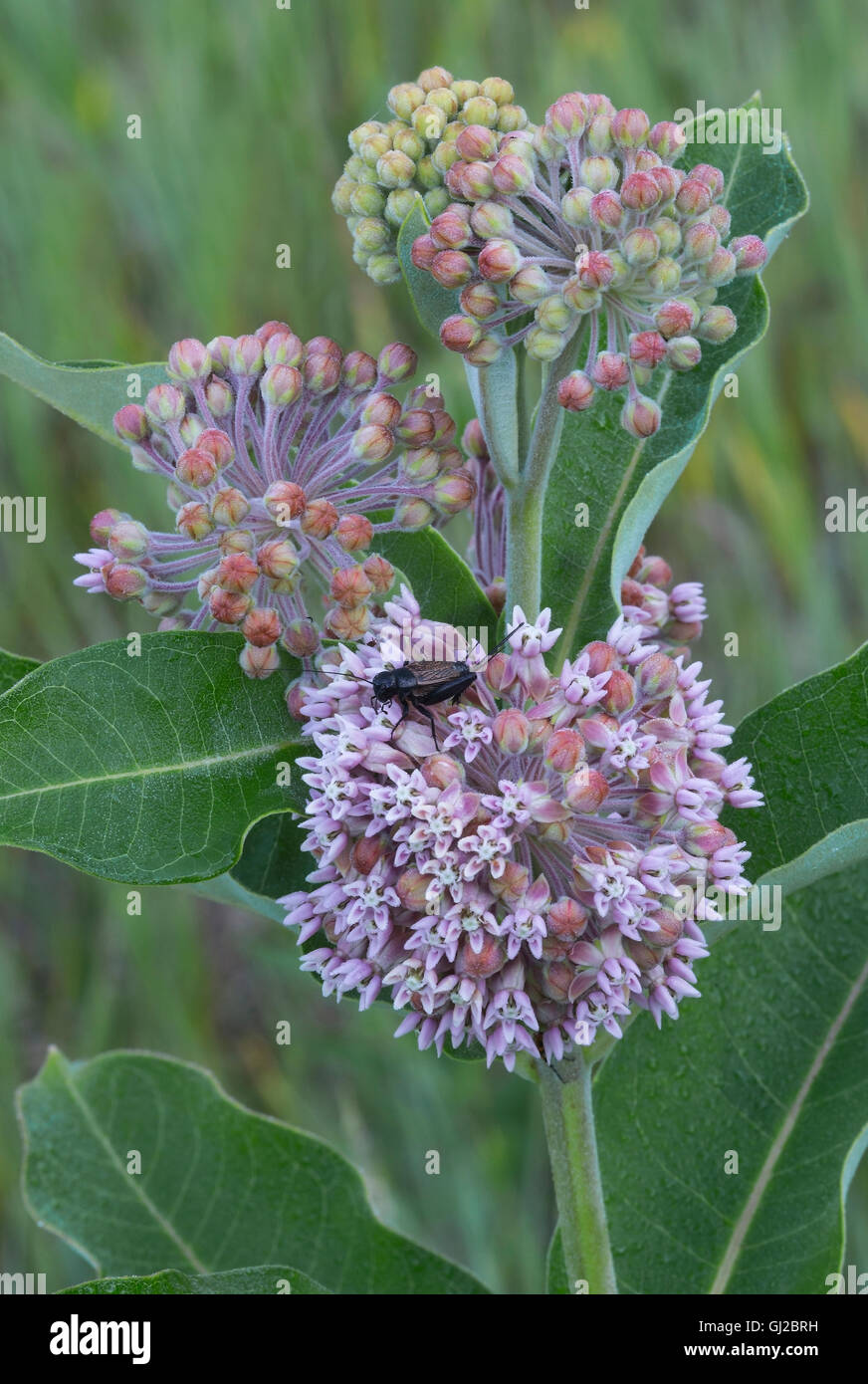 Campo da Cricket Gryllus (specie) Milkweed comune fiori (Asclepias syriaca) Michigan STATI UNITI Foto Stock