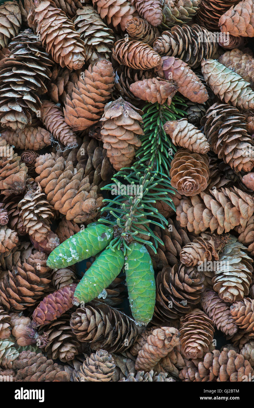 Blu albero di abete rosso giovane e maturo coni abete rosso ( Picea pungens ) per il Nord America Foto Stock