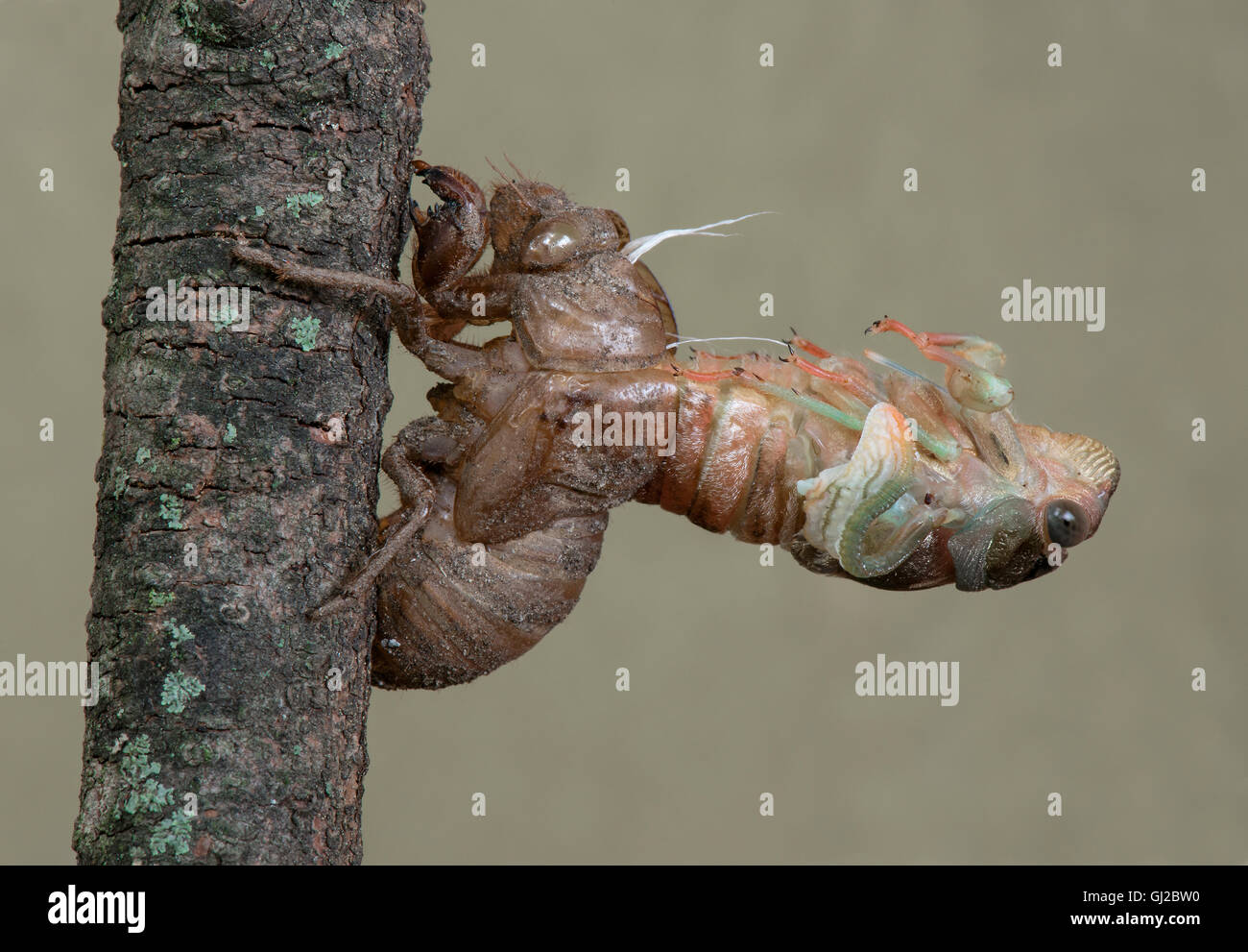 Argento-gonfiato o palude Cicala (Neotibicen tibicen) emergente dalla pelle nymphal, USA orientale Foto Stock