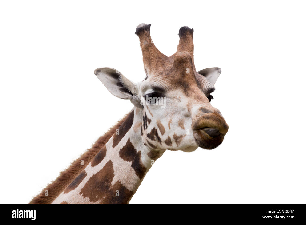 Close up ritratto di Giovane carino giraffa isolato su bianco, Giraffa camelopardalis reticulata Foto Stock