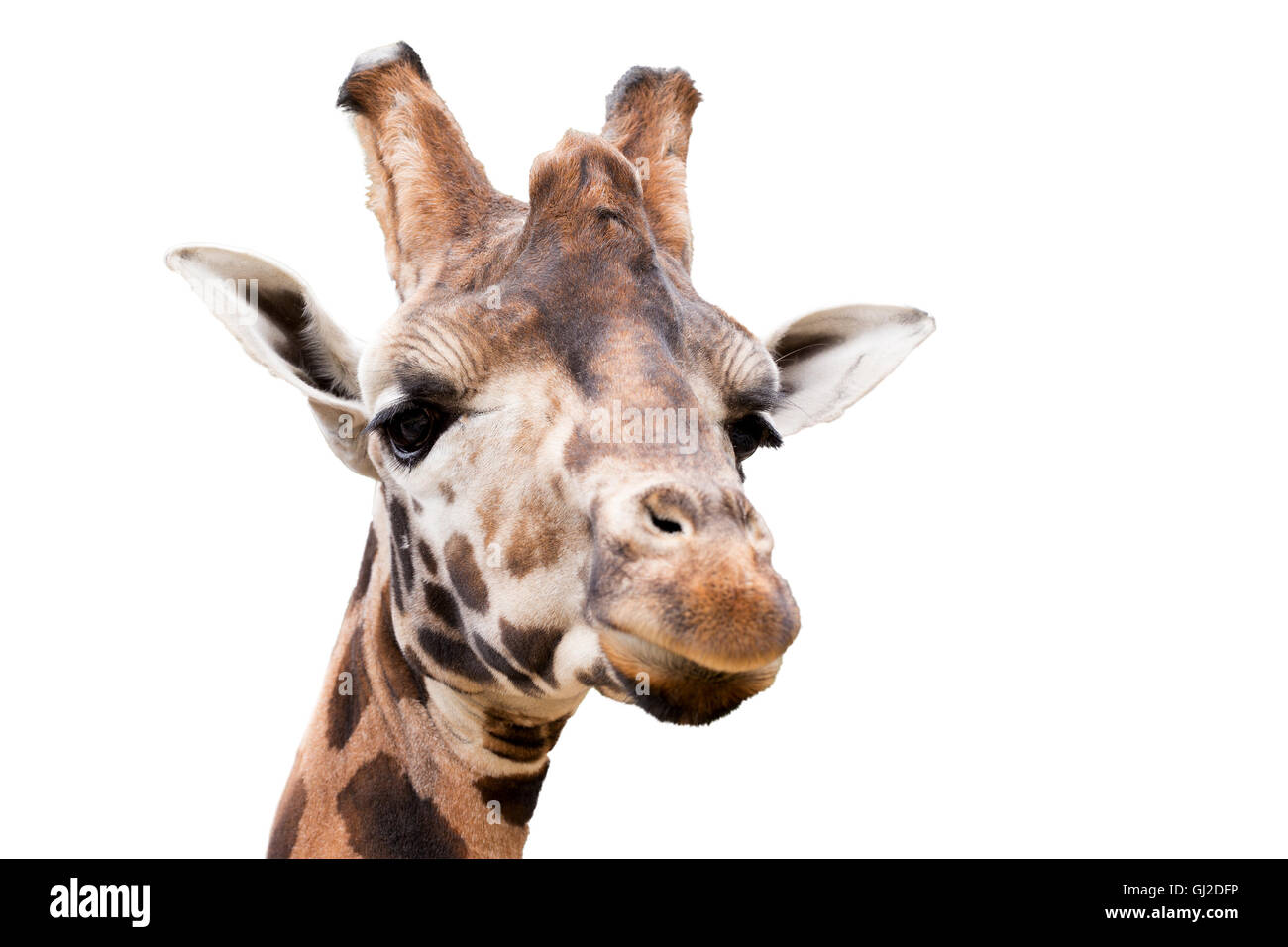 Close up ritratto di Giovane carino giraffa isolato su bianco, Giraffa camelopardalis reticulata Foto Stock