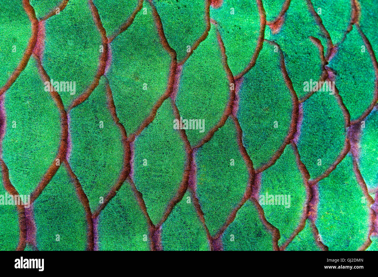 Scarus niger, Dusky pesci pappagallo, scala da pesci, St. Johns Reef, Mar Rosso, Egitto, Africa Foto Stock