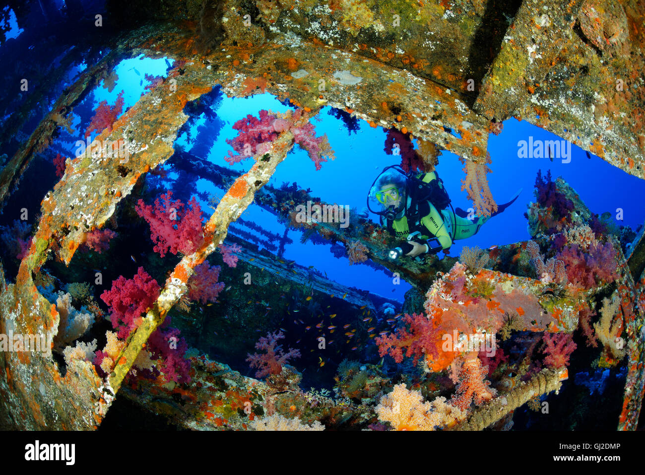 Naufragio di Aida e scuba diver all'interno del relitto e soft coral, fratello isole, Grande Fratello, Mar Rosso, Egitto Foto Stock