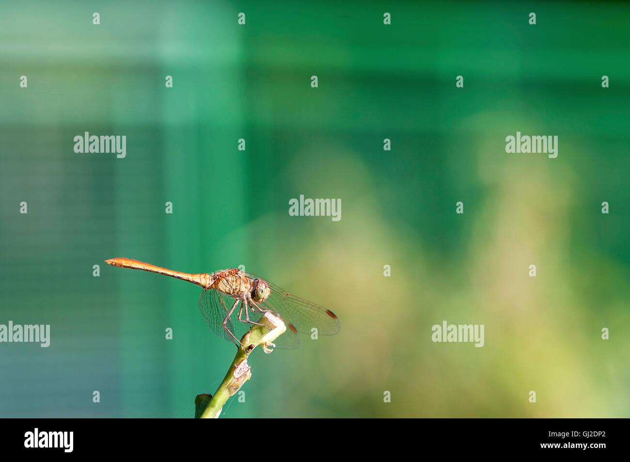 Dragonfly in appoggio su di un impianto. Dragonfly closeup. L'estate. Foto Stock