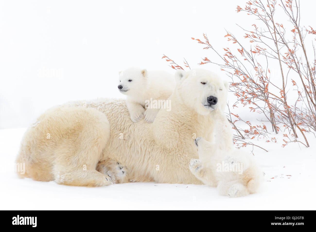 Orso polare madre (Ursus maritimus) disteso con due cani giocando, Wapusk National Park, Manitoba, Canada Foto Stock