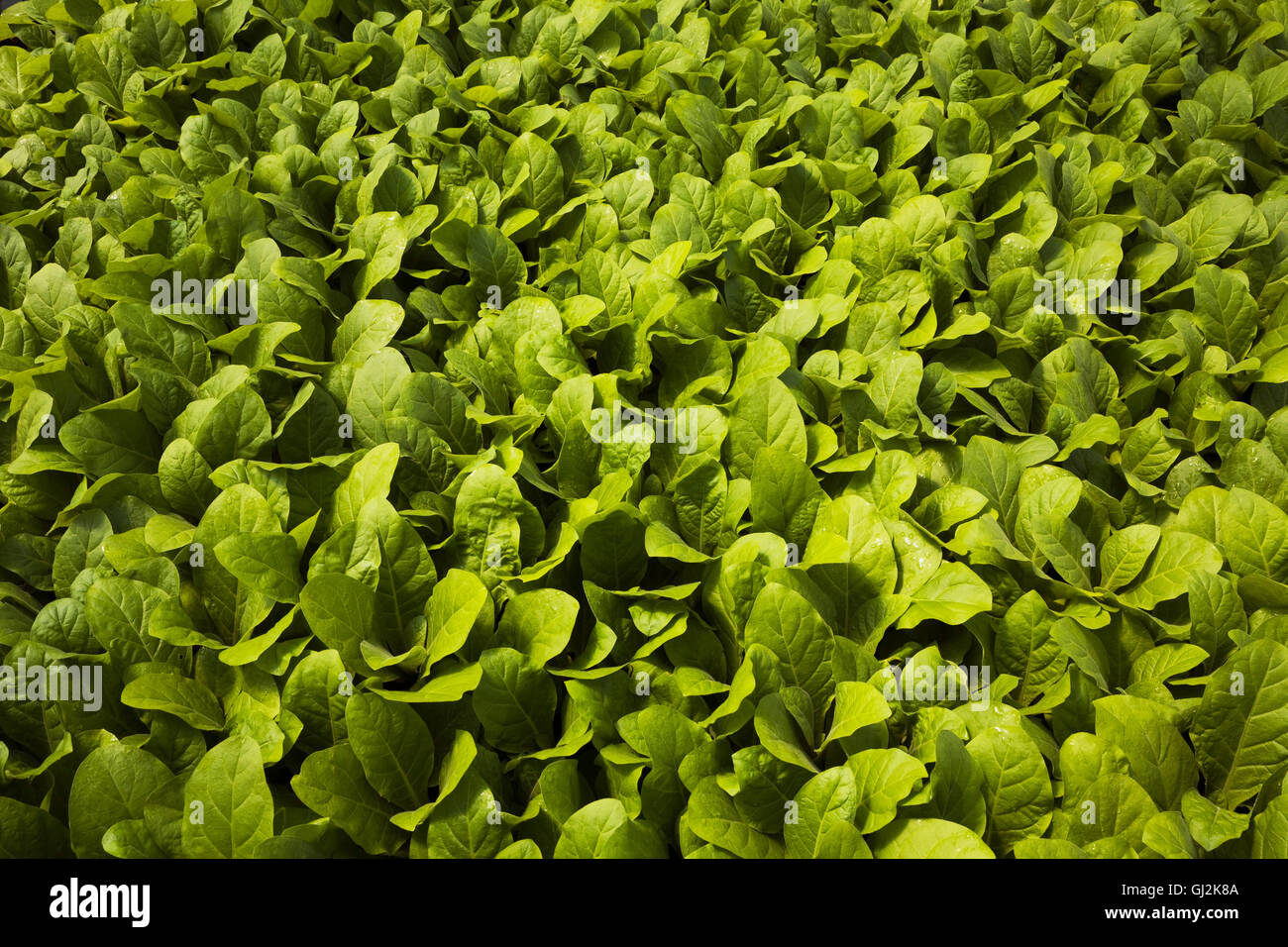 Pranzo verde Nicotiana - Le piante di tabacco in contenitori in serra commerciale in primavera Foto Stock